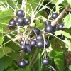 Ribes nigrum сорт вологда